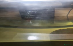 Axolotl reptiles for sale: Axolotl and tank - Advert 5