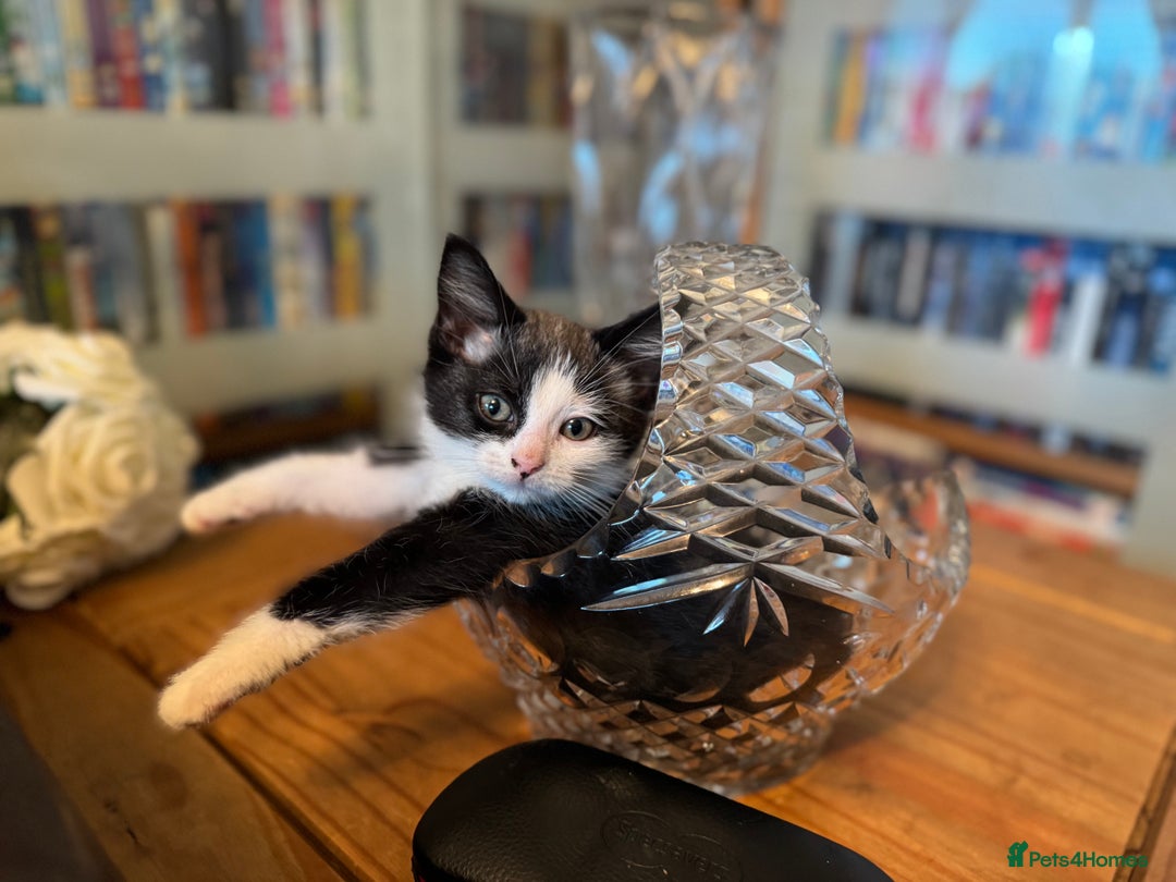 Mixed Breed cats for sale: Beautiful playful boy kittens  - Image 6