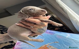 Dachshund dogs for sale: Miniature dachshund  - Advert 19