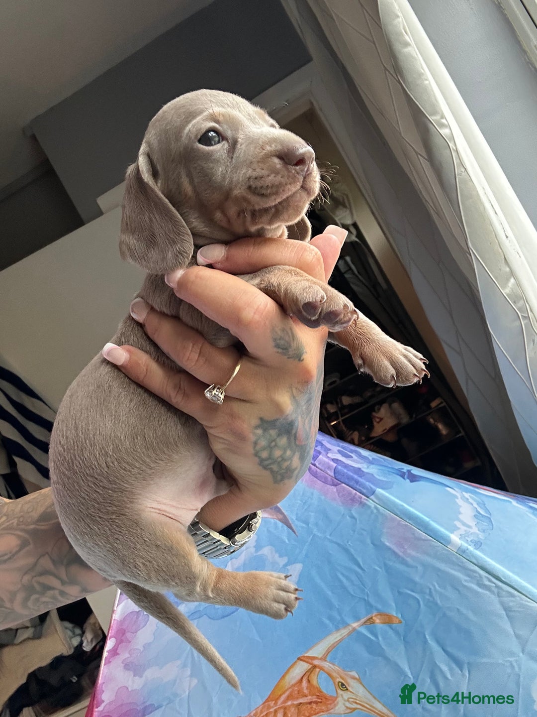 Dachshund dogs for sale: Miniature dachshund  - Advert 19