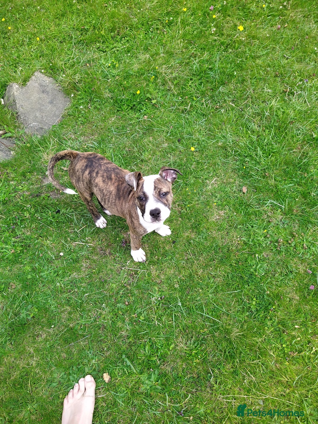 Mixed Breed dogs for sale: Older English bulldog cross staffy - Image 7