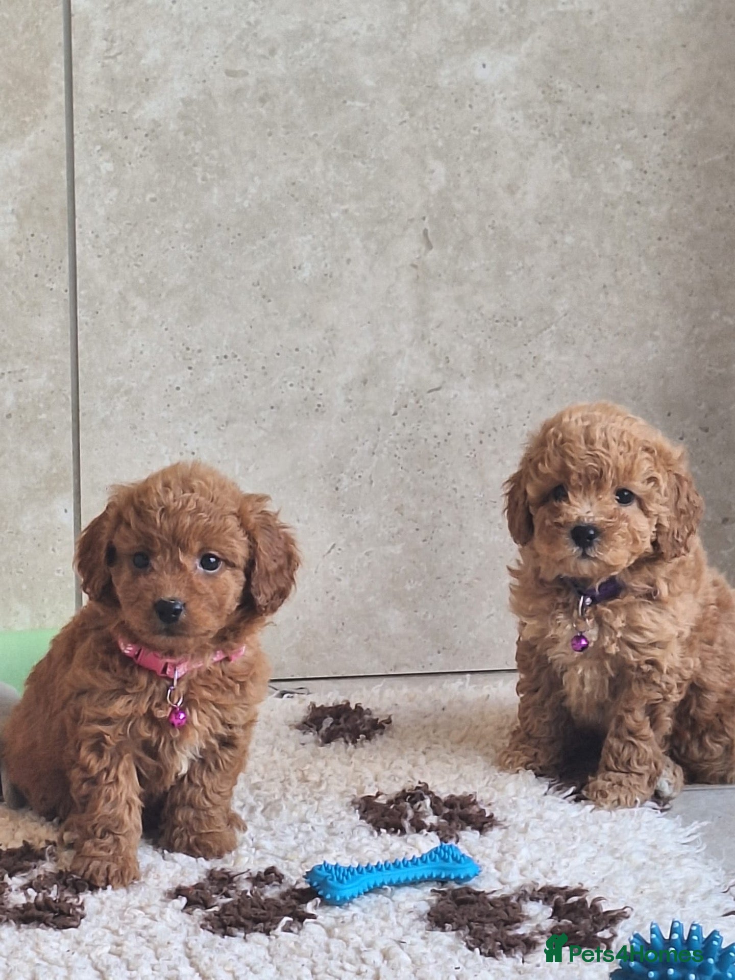 Cavapoochon dogs Beautiful Cavapoochons 💞 - Advert 1