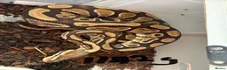 Python Snake reptiles for sale: Royal pythons - Advert 16