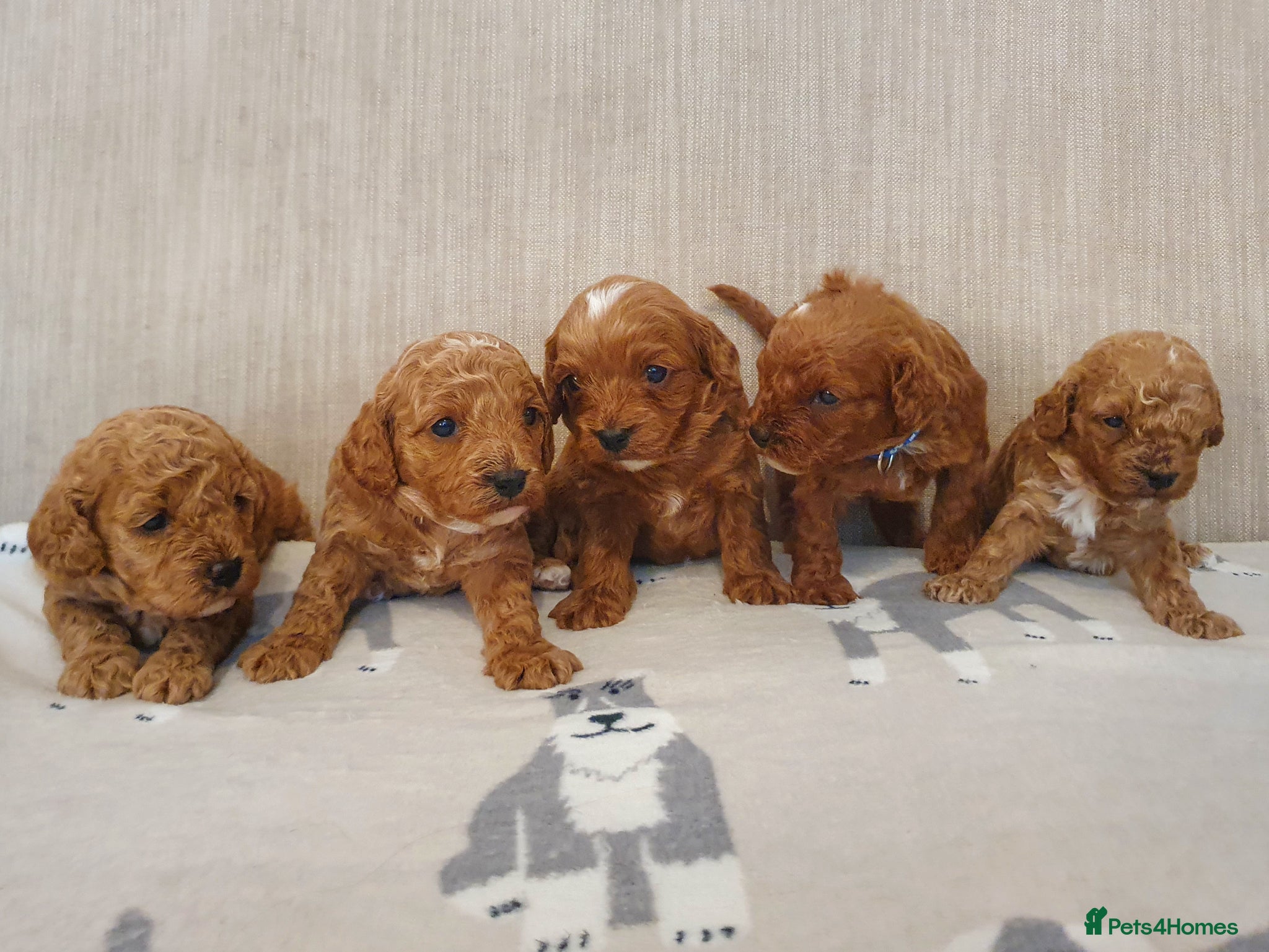 Cavapoo dogs Beautiful Red Cavapoo Puppies F1BB - Advert 2