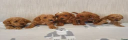 Cavapoo dogs for sale: Beautiful Red Cavapoo Puppies F1BB in Boston - Advert 2