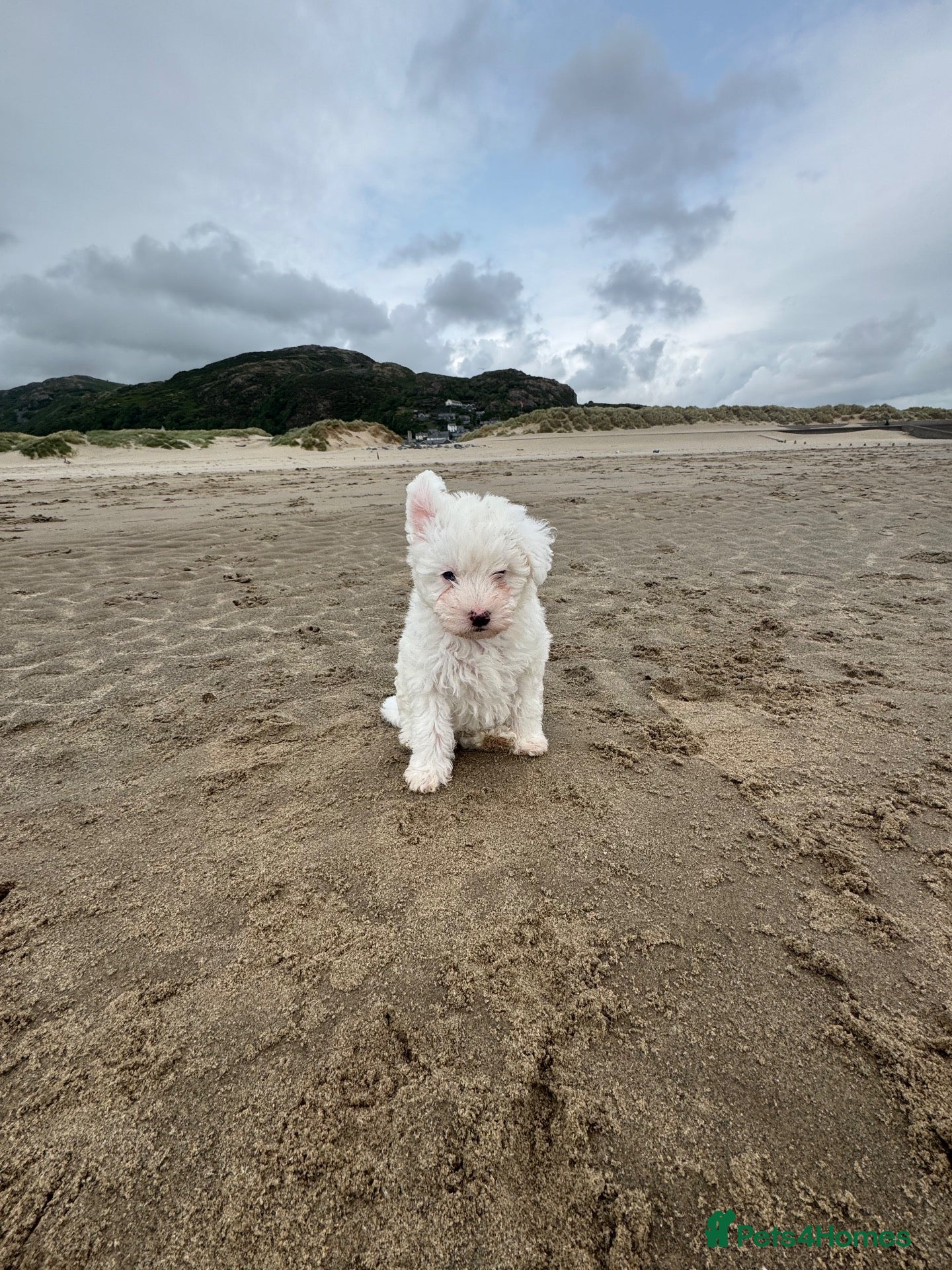 Bichon Frise dogs 🐶🤍 1 PUPPY LEFT!🐶🤍💙 - Advert 4