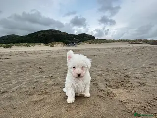 Bichon Frise dogs 🐶🤍 1 PUPPY LEFT!🐶🤍💙 - Advert 4