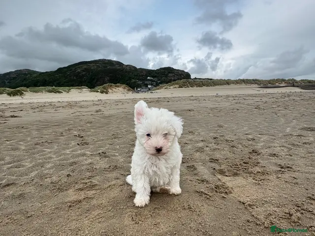 Bichon Frise dogs 🐶🤍 1 PUPPY LEFT!🐶🤍💙 - Advert 8