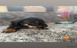 Miniature Dachshund dogs for sale: Minature dachound puppies  - Image 2