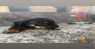 Miniature Dachshund dogs - Advert 2