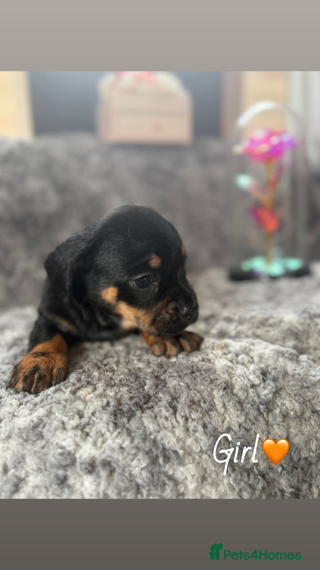 Miniature Dachshund dogs for sale: Minature dachound puppies  - Image 2