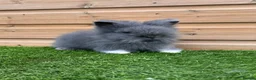 Lionhead rabbits for sale: Beautifully Bred Double Mane Lionhead Bunnies  - Advert 5