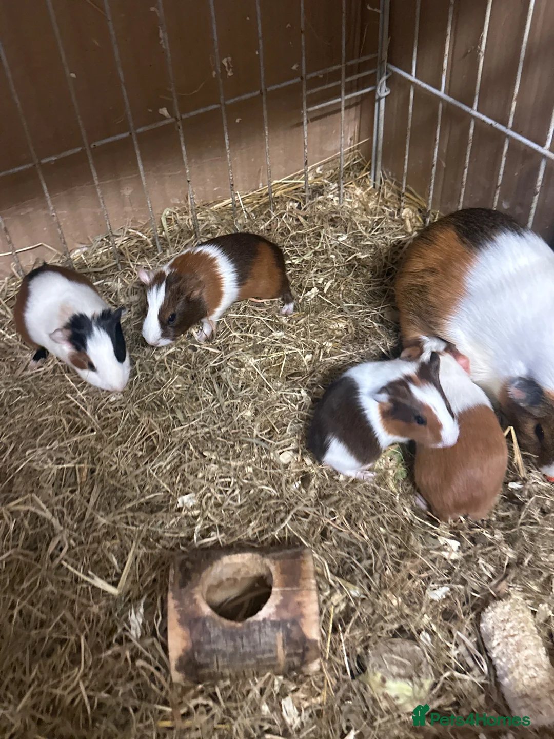 Guinea Pig rodents for sale: Gorgeous baby Guineapigs  - Advert 2