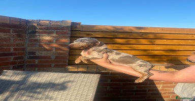 Dachshund dogs - Advert 12