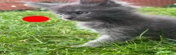 Maine Coon cats for sale: Pure Maine Coon kittens - Advert 16