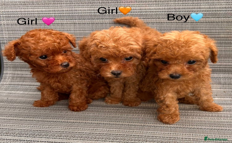 Toy Poodle dogs - Advert 1