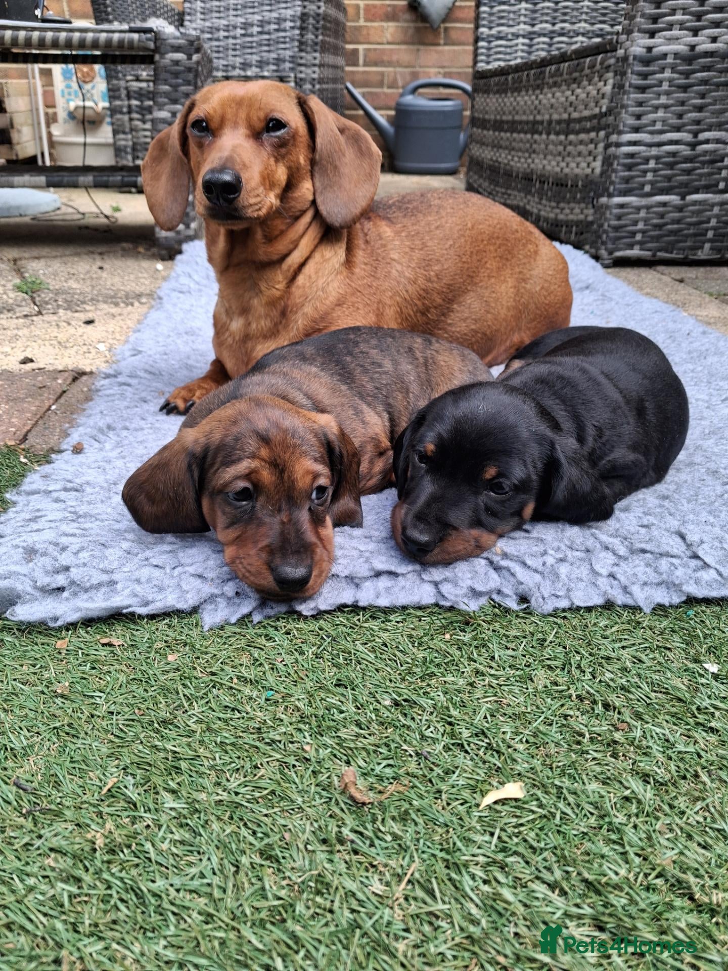 Dachshund dogs Karen - Advert 1