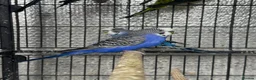 Budgerigars birds for sale: Beautiful mutation bw/bf  - Advert 2