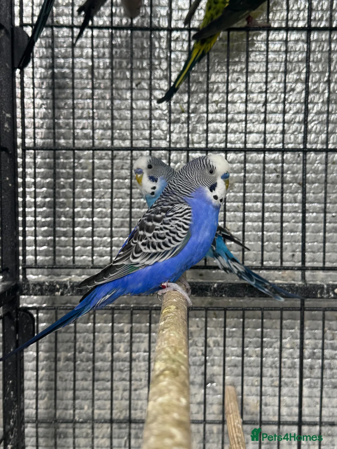 Budgerigars birds for sale: Beautiful mutation bw/bf  - Advert 2
