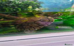 Terrapin reptiles for sale: Pair Mississippi Map Turtle  - Image 10