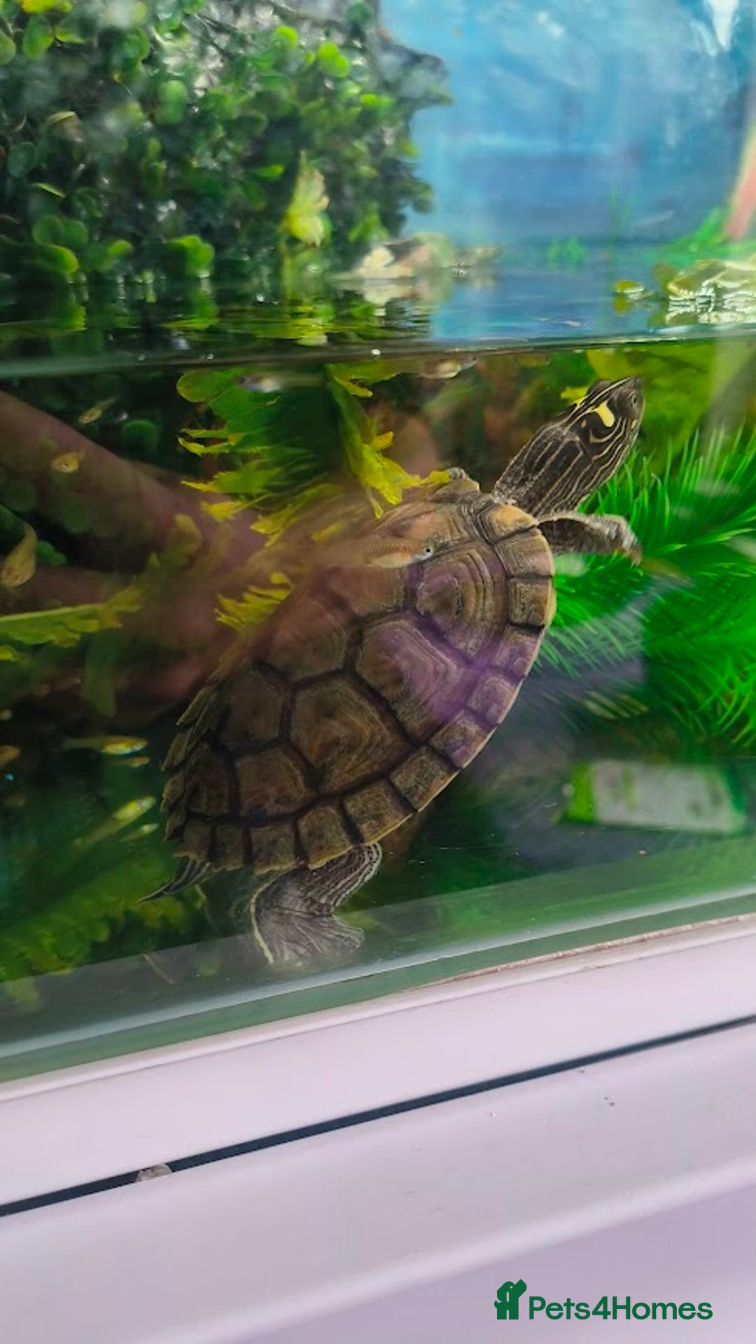 Terrapin reptiles for sale: Pair Mississippi Map Turtle  - Image 10