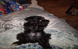 Cavapoo dogs for sale: 12 week Cavapoo male - Image 4