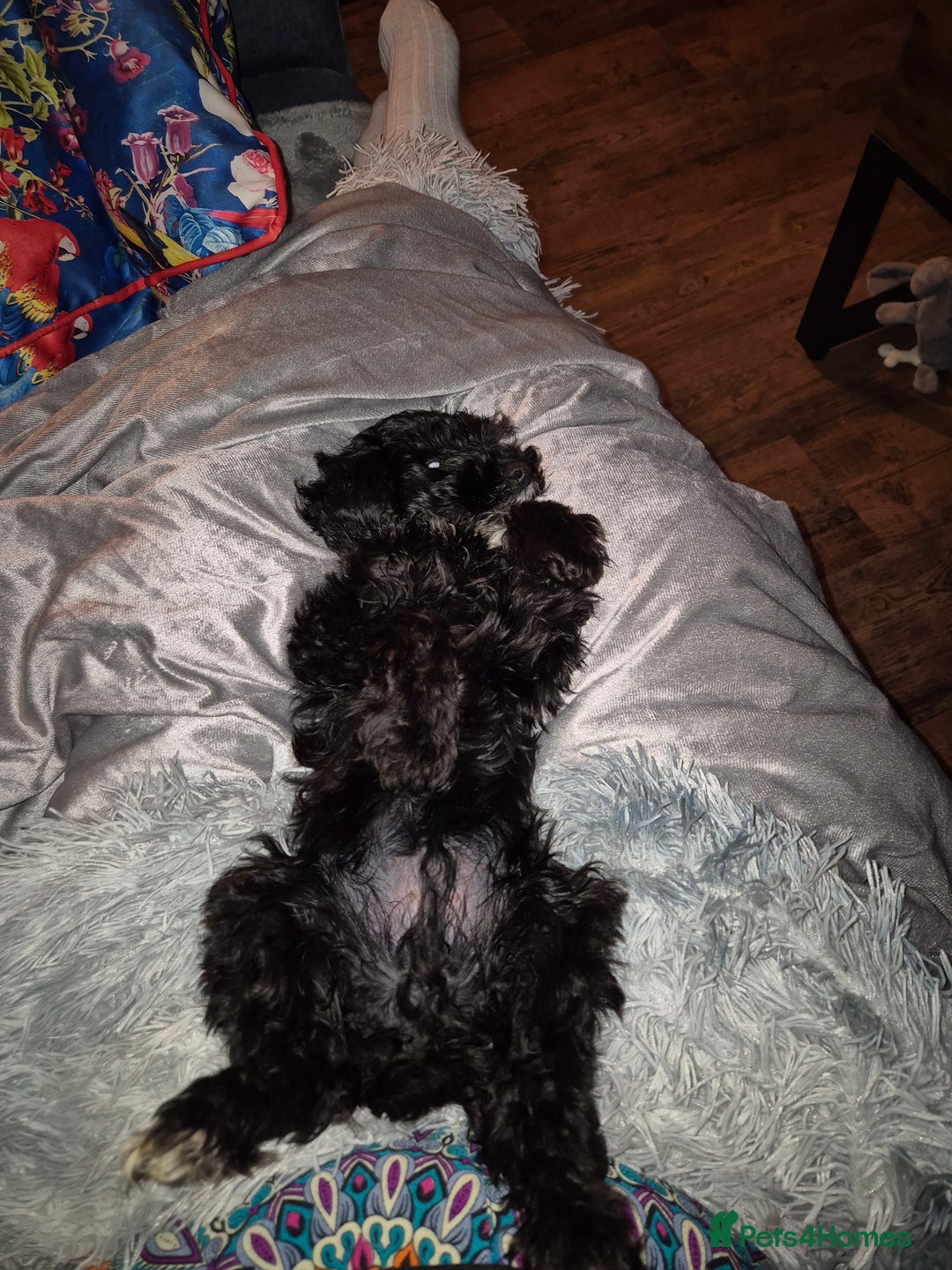 Cavapoo dogs for sale: 12 week Cavapoo male - Image 4
