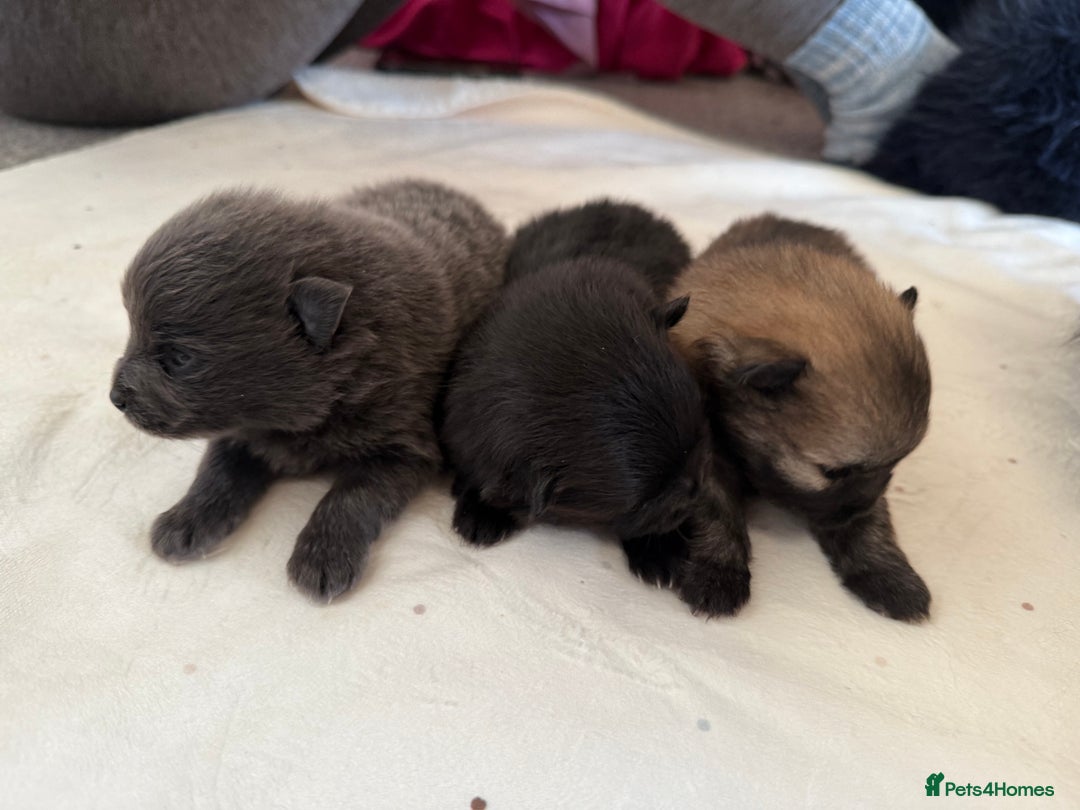 Pomeranian dogs for sale: Two Poms looking for forever home - Advert 4