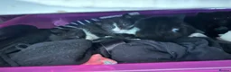 British Shorthair cats for sale: three male kittens for sale  in Wakefield - Advert 13
