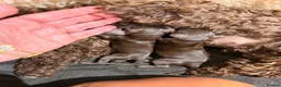 Toy Poodle dogs for sale: Chocolate Asian tiny toy poodles for sale  - Advert 3
