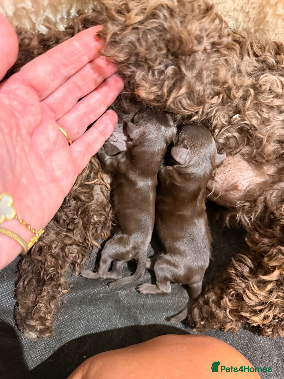 Toy Poodle dogs for sale: Chocolate Asian tiny toy poodles for sale  - Advert 3