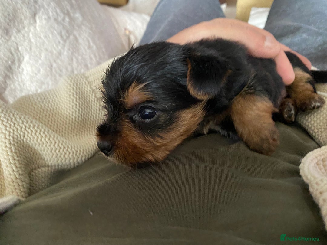 Yorkshire Terrier dogs for sale: 2 Boys 2 Girls Yorkshire Terriers for sale - Advert 22