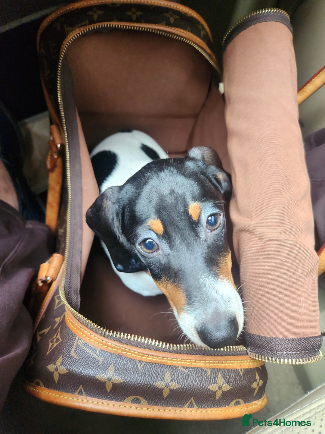 Dachshund dogs for sale:  **  sale of rear Dachshund Puppies  - Advert 16