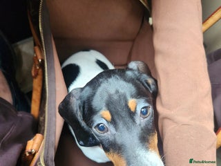 Dachshund dogs Amazing and very rear Dachshund Puppies - Advert 10