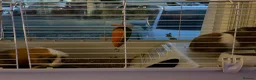 Guinea Pig rodents for sale: Dexter and Dante - Advert 2