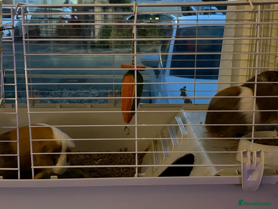Guinea Pig rodents for sale: Dexter and Dante - Advert 2