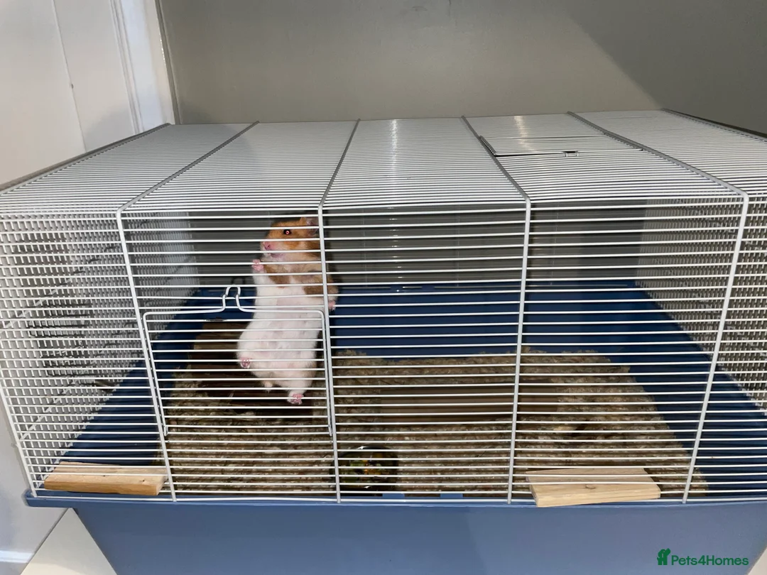 Hamster rodents for sale: Syrian hamster  in Ruislip - Advert 4