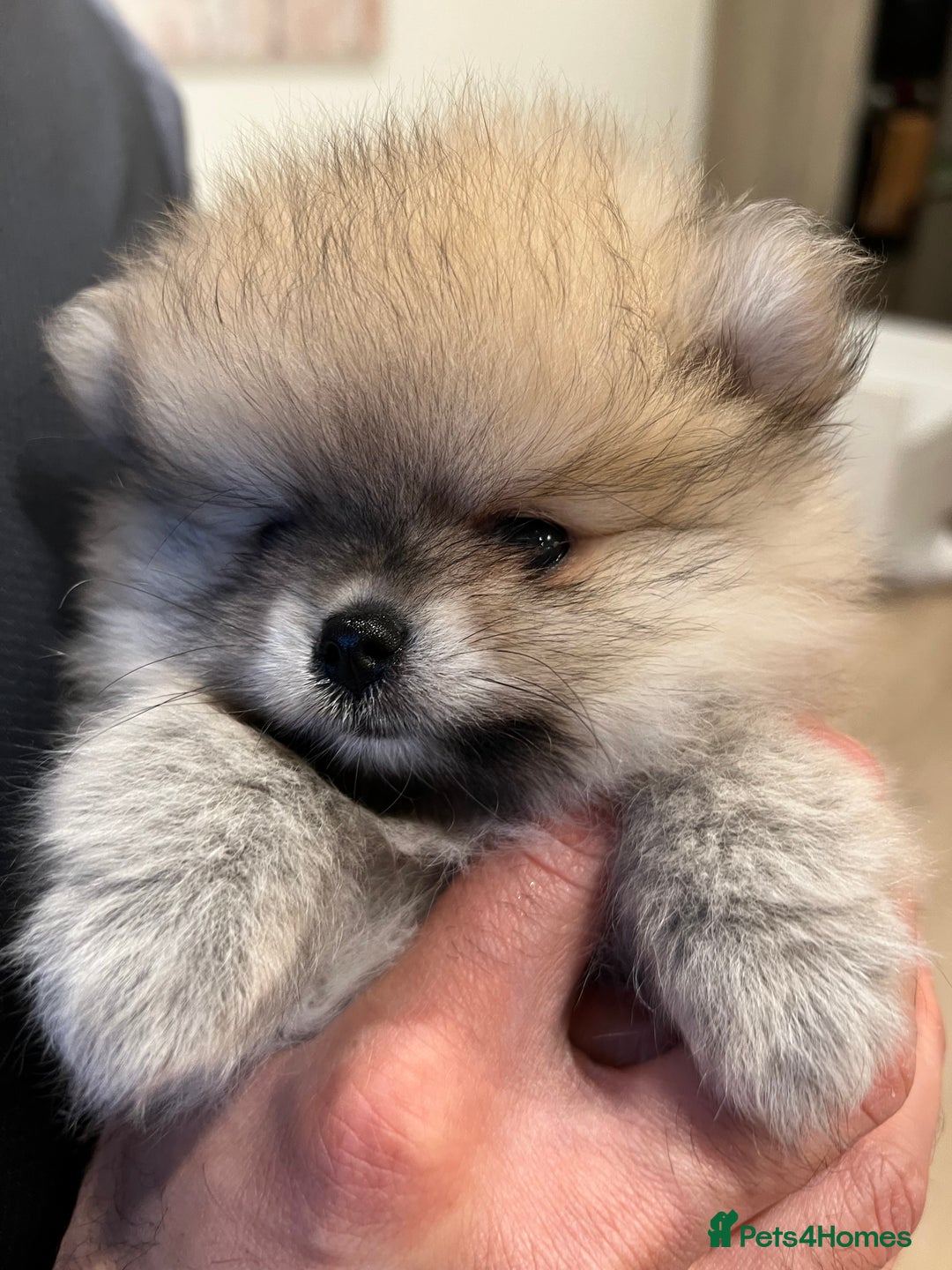 Pomeranian dogs for sale: 2 Pomeranian female puppies available  - Image 17