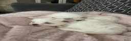 Maltese dogs for sale: Tiny Maltese Puppies From 2kg Parents - Advert 3