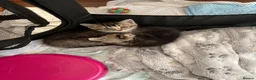 Mixed Breed cats for sale: Ready today beautiful tabbys - Advert 7