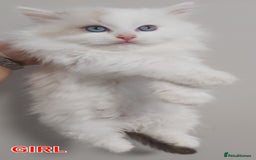 Ragdoll cats for sale: RAGDOLLS BICOLOUR BOY GIRLS BLUE EYES READY NOW  - Advert 14