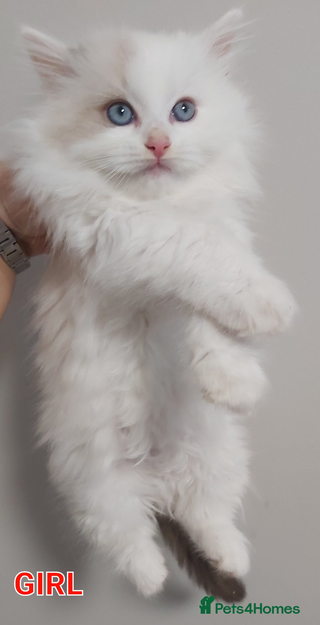 Ragdoll cats for sale: RAGDOLLS BICOLOUR BOY GIRLS BLUE EYES READY NOW  - Advert 14