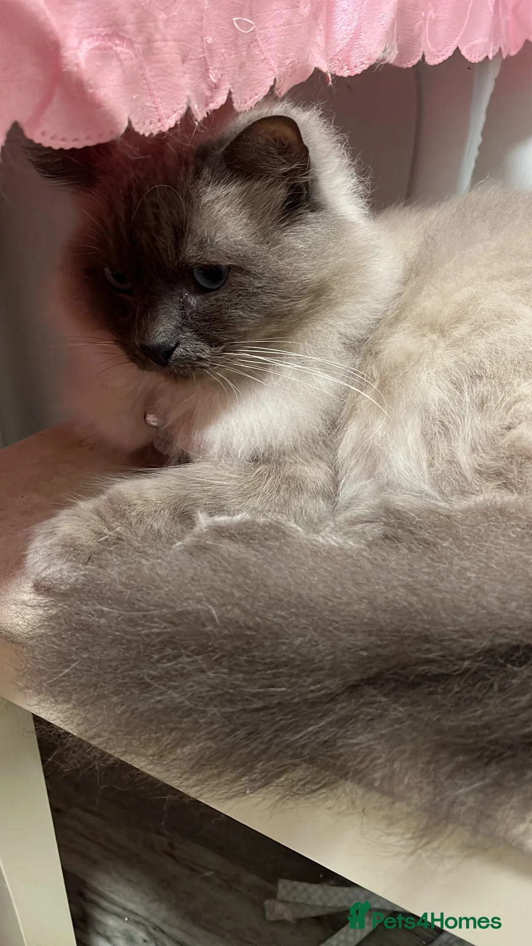 Ragdoll cats for sale: loving Male Ragdoll for new home - Advert 4