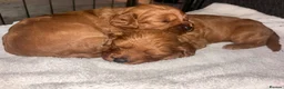 Cavapoo dogs for sale: Cavapoo  - Advert 9