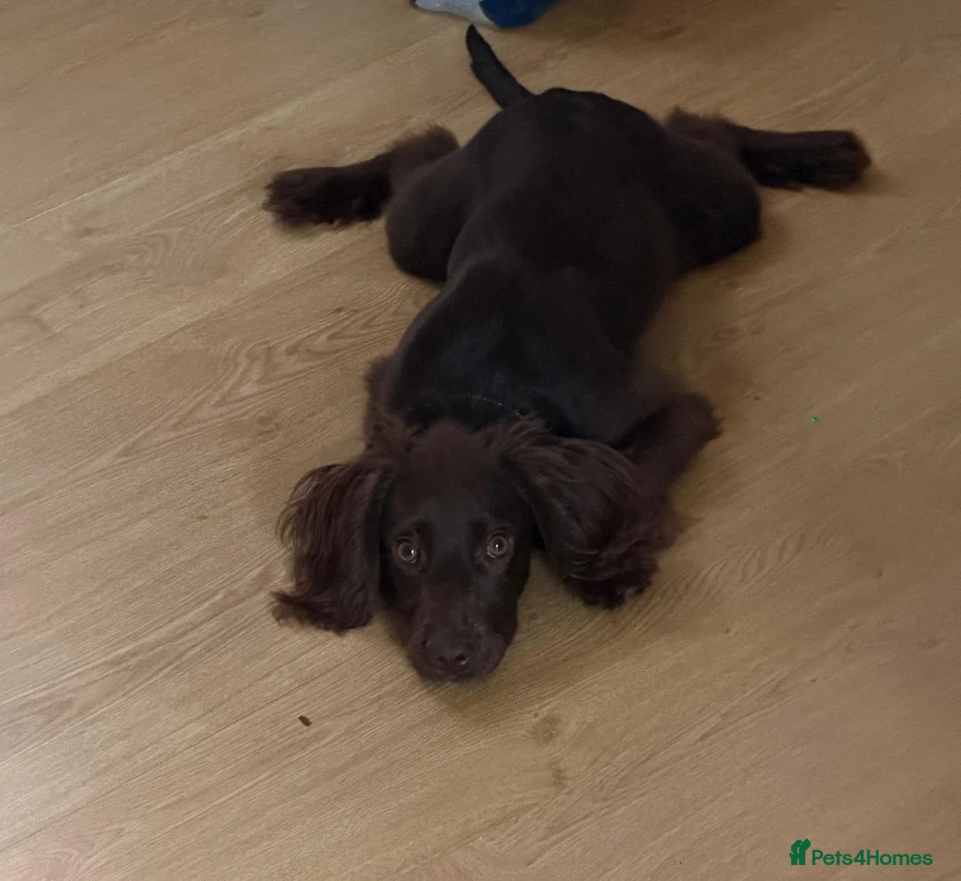 Cocker Spaniel dogs for sale: Beautiful Cocker Spaniel Female - Advert 3