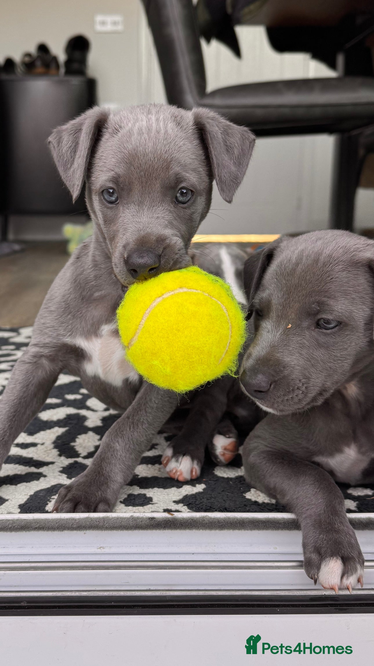 Whippet dogs KC Registered Whippets  - Advert 2