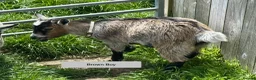 Goats livestock for sale: Pygmy Goat kids. - Advert 4