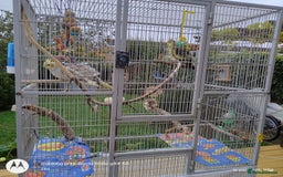 Cockatiels birds for sale: Cockatiels to a good home - Image 3