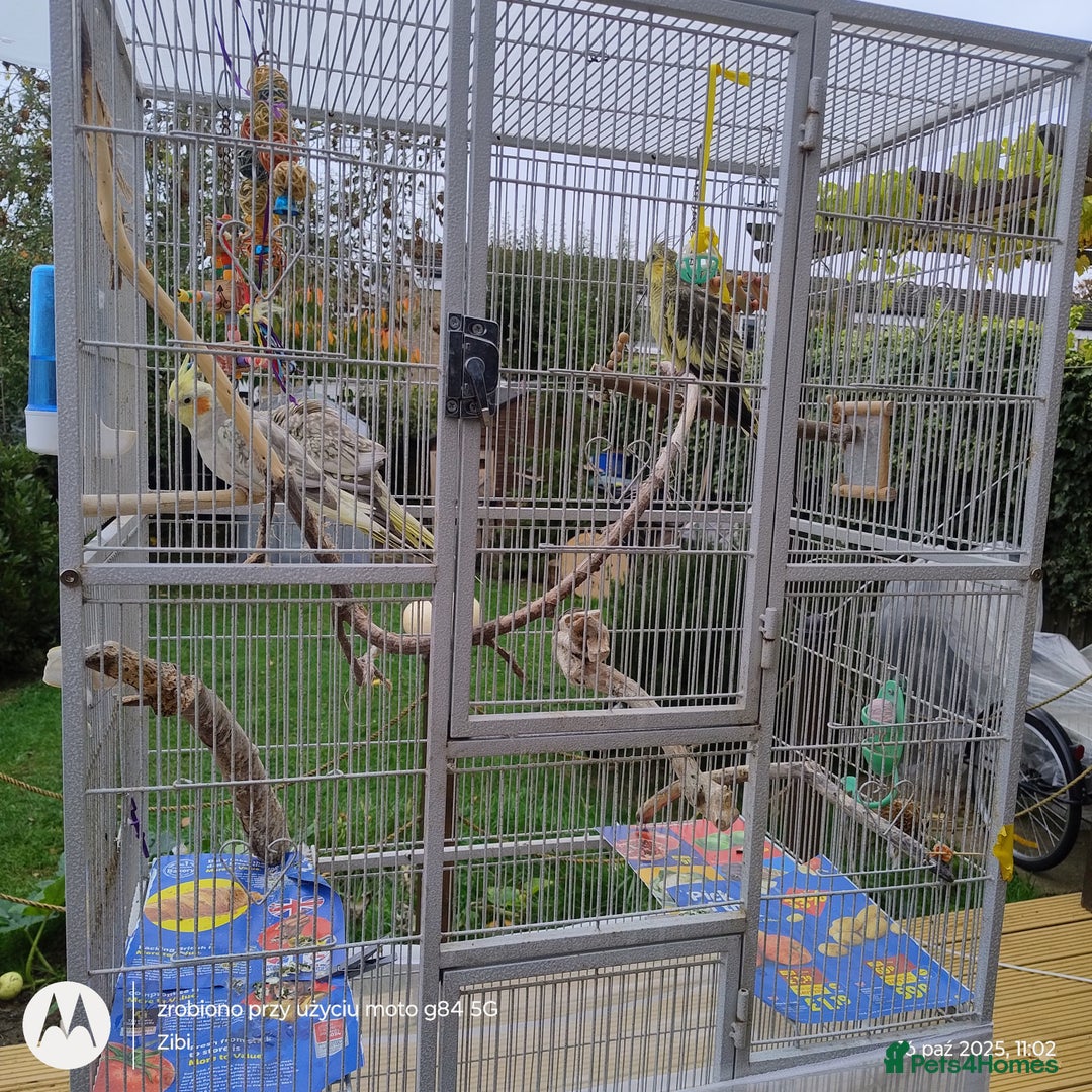 Cockatiels birds for sale: Cockatiels to a good home - Image 3