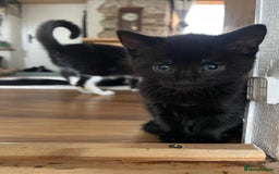 Mixed Breed cats for sale: 3 kittens left   - Advert 7